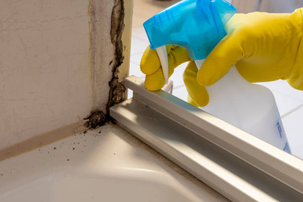 Best Same-Day Mold Removal  in Ladson, SC