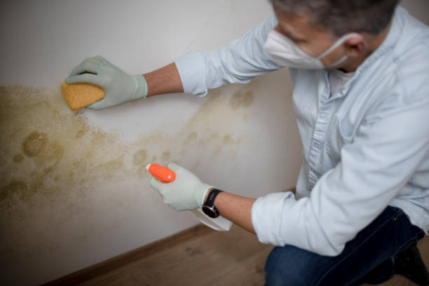 Best Commercial Mold Removal  in Ladson, SC