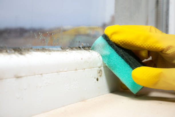 Professional Mold Removal in Ladson, SC