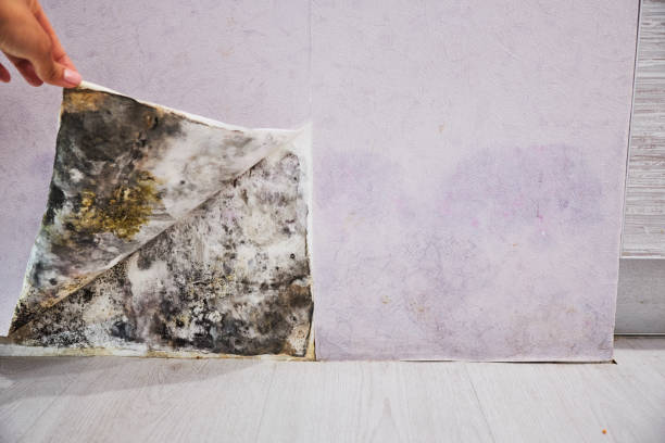 Mold Removal Process in Ladson, SC